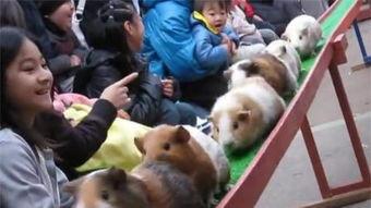 日本豚鼠系列介绍,探寻萌宠背后的文化魅力