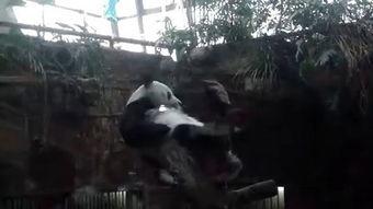 所有中国挠脚心的视频,传统养生与现代娱乐的完美融合