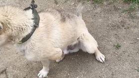 狗咬野猪的视频,狗狗勇敢对抗野猪