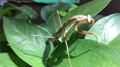 螳螂视频,揭秘自然界中的捕食高手