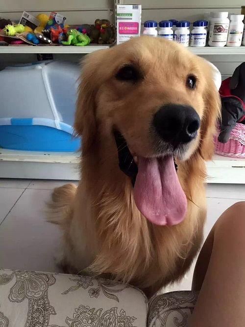 狗明星林丁丁,从狗明星到网红的华丽蜕变