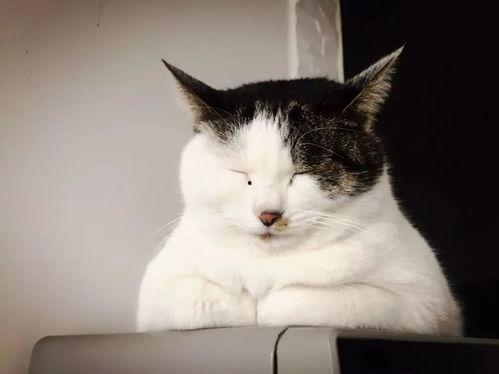 东北猫咪爆料视频,揭秘猫咪日常趣事