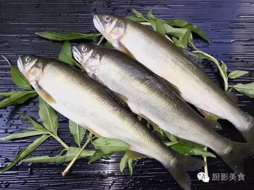 日本寿司鮎,探寻日本寿司中的鮎鱼之美